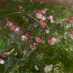 淡水魚や熱帯魚の水槽の掃除に巻貝レッドラムズホーン！の画像