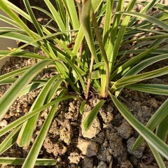 岐阜市　班入りヤブラン　紫のお花の画像