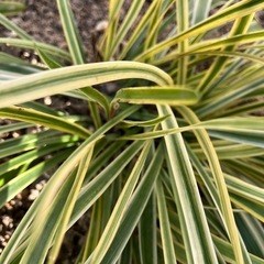 岐阜市　班入りヤブラン　紫のお花の画像