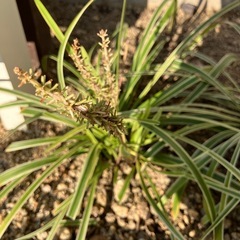 岐阜市　班入りヤブラン　紫のお花の画像