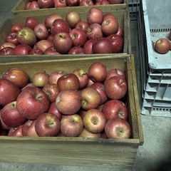 ②青森りんご　サンふじ　家庭用の画像