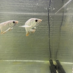 バンジャール 大型魚 熱帯魚 大型熱帯魚の画像