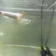 バンジャール 大型魚 熱帯魚 大型熱帯魚の画像