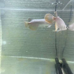 バンジャール 大型魚 熱帯魚 大型熱帯魚の画像