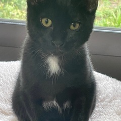 2ヶ月半くらいの女の子の姉妹、里親さん募集！