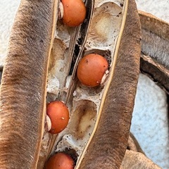 四角豆の種　あげます　　来年用にいかがですか？の画像
