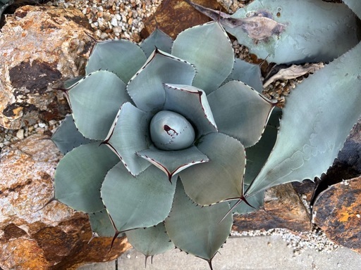 アガベ　パリー　トランカータ33cm