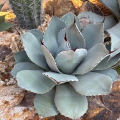 アガベ　パリー　トランカータの画像