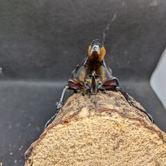 【極太極短個体】ヘラクレスオオカブトムシ♂♀ペア　11-2の画像