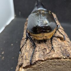 【極太極短個体】ヘラクレスオオカブトムシ♂♀ペア　11-2の画像