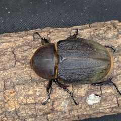 【極太極短個体】ヘラクレスオオカブトムシ♂♀ペア　11-2の画像