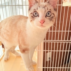 とても可愛いシャム風の男の子 推定6ヶ月位