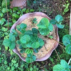 [週末限定]無農薬　いちごプランターセット　202511072の画像