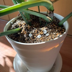 モンステラの画像