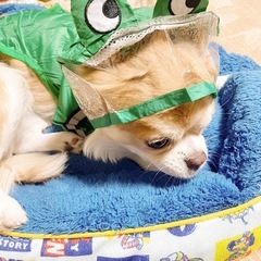 小型犬レインコートの画像