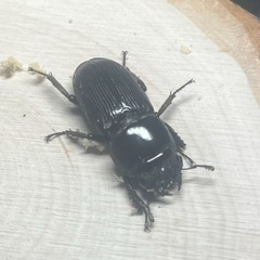 ムシモンオオクワガタペア+おまけの画像