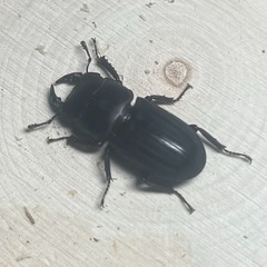 ムシモンオオクワガタペア+おまけの画像