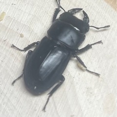 ムシモンオオクワガタペア+おまけの画像