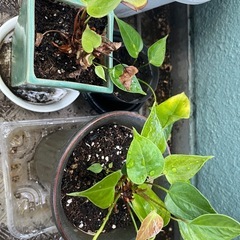 アンスリウムの画像