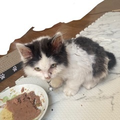 生後1ヶ月半〜2ヶ月程の子猫ちゃん！