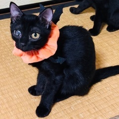 人馴れ完璧！黒猫女子、ごまちゃん♡