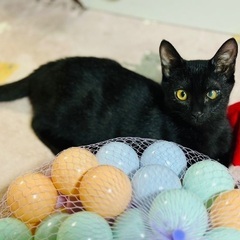 人馴れ完璧！黒猫男子、だんごくん♡