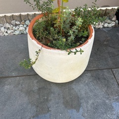 植木植物の画像