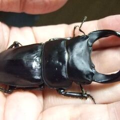 奈良県産オオクワガタ F1 ♂72.7ミリ ♀46.2ミリ ペアの画像