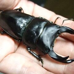 奈良県産オオクワガタ F1 ♂72.7ミリ ♀46.2ミリ ペアの画像