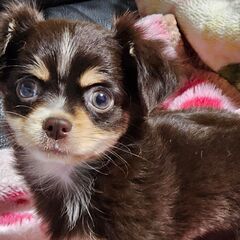 チワワの女の子です