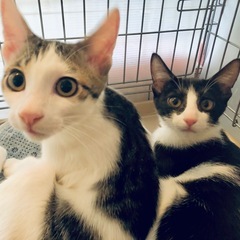 千葉県野田市😸🍀11/15(土)保護猫譲渡会