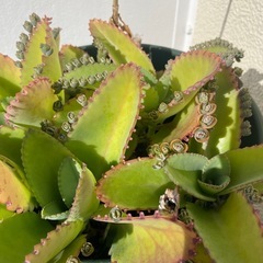 【¥0】子宝ベンケイソウの画像