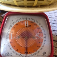 【希望日時を複数お知らせください】キウイフルーツ （緑）１キロの画像