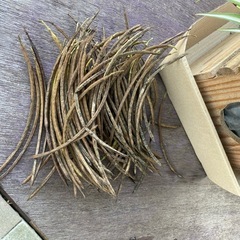 エビス草の種の画像