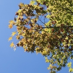 20代の精神疾患やhsp気質の人友達になりませんか？