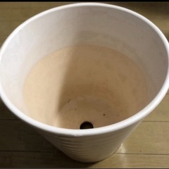 11/7 8千円に　〜55cm約9千円より格安　いいね無し購入 7号付　1.2m パキラの画像