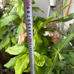 11/7 8千円に　〜55cm約9千円より格安　いいね無し購入 7号付　1.2m パキラの画像