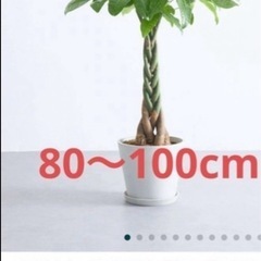 11/7 8千円に　〜55cm約9千円より格安　いいね無し購入 7号付　1.2m パキラの画像