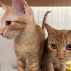 子猫祭りのねこねこランド保護猫譲渡会　キジトラ，ハチワレ子猫たく...