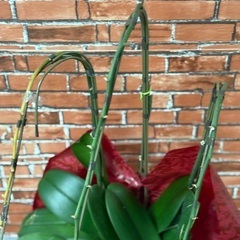 胡蝶蘭 2回咲を目指して！ お花 花　祝い花　の画像