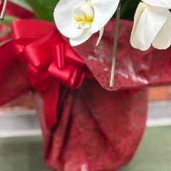 胡蝶蘭 2回咲を目指して！ お花 花　祝い花　の画像