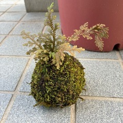 ヒバ？苔玉(手作り)の画像