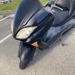 フォルツァの画像