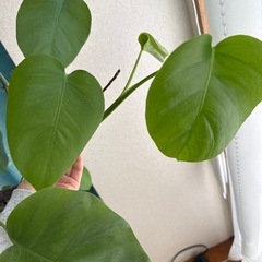 特大モンステラ130cmくらい支柱つきの画像