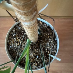 大きめのモンステラの画像