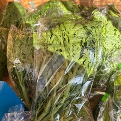 今日はきゅうり、春菊、白菜ありますの画像