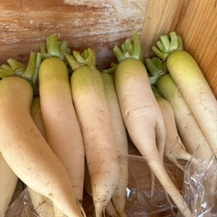 今日はきゅうり、春菊、白菜ありますの画像