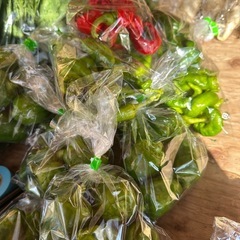 今日はきゅうり、春菊、白菜ありますの画像