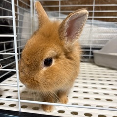 ライオンラビット(1歳)