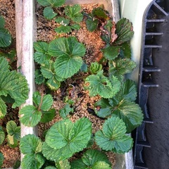 [週末限定]無農薬　いちごプランター　202511064の画像